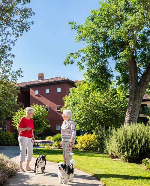 seniors outside walking their dogs